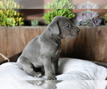Small Photo #6 Great Dane Puppy For Sale in GOSHEN, IN, USA
