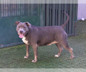 CHICA - Female Mutt Dog for Adoption - Photo #3