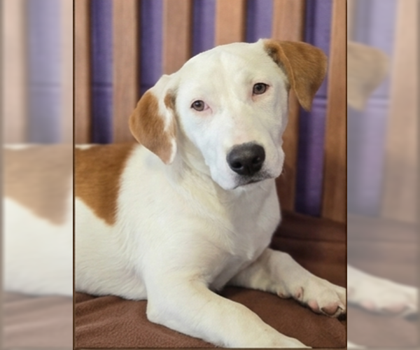 Medium Photo #3 Basset Hound-Unknown Mix Puppy For Sale in Genesee, WI, USA