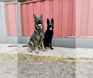 German Shepherd Dog Puppy for sale in HAYWARD, CA, USA