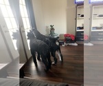 Small #34 Schnauzer (Giant)