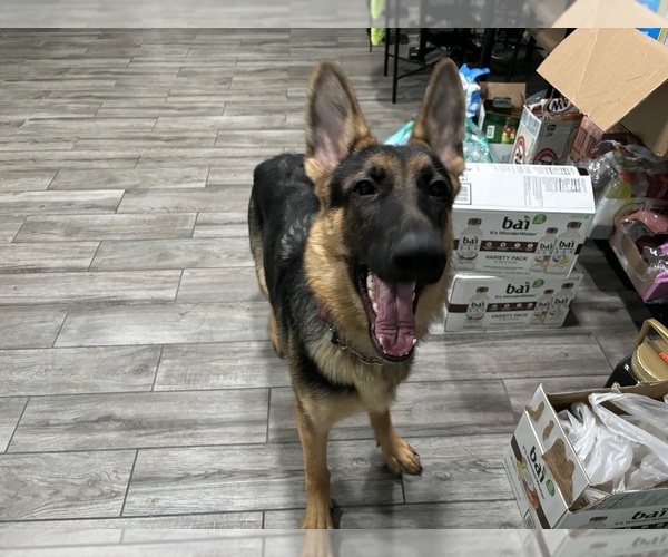 Medium Photo #1 German Shepherd Dog Puppy For Sale in BEVERLY HILLS, FL, USA