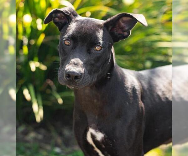 Medium Photo #2 Mutt Puppy For Sale in Camarillo, CA, USA