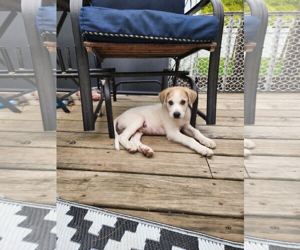 Medium Photo #2 Aussie Pyrenees Puppy For Sale in Marine City, MI, USA