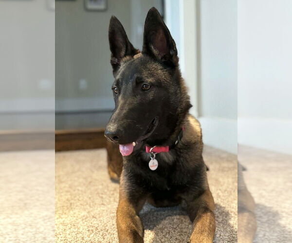 Medium Photo #11 Mutt Puppy For Sale in Imlay City, MI, USA