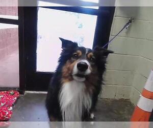 Australian Shepherd Dogs for adoption in Tulsa, OK, USA