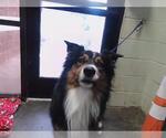 Small Australian Shepherd