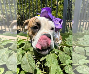 Brooklyn - Female Bulldog-Unknown Mix Dog for Adoption - Photo #8