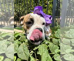 Small Photo #8 Bulldog-Unknown Mix Puppy For Sale in Redlands, CA, USA