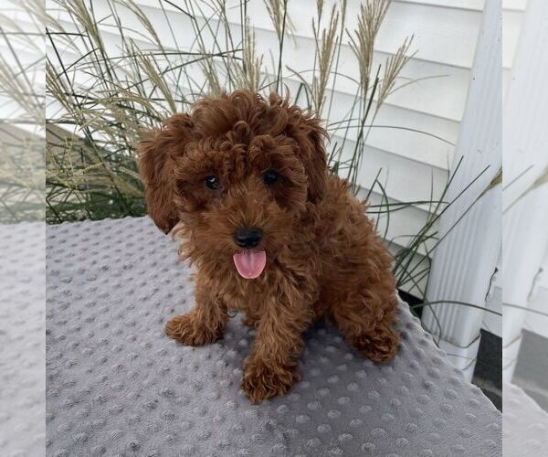 Medium Photo #3 Poodle (Toy) Puppy For Sale in ARTHUR, IL, USA