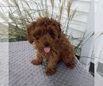 Danny - Male Poodle (Toy) Puppy for Sale - Photo #3