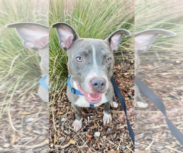 Medium Photo #13 Staffordshire Bull Terrier Puppy For Sale in Pompano Beach , FL, USA