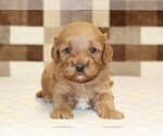 Small #5 Cavapoo (Miniature)