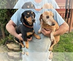 Small Photo #1 Dachshund Puppy For Sale in GARRETT, PA, USA