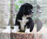 Small Photo #4 Bernedoodle Puppy For Sale in LAKE LURE, NC, USA