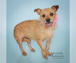 Small #1 Norfolk Terrier