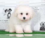 Small Photo #1 Maltipoo Puppy For Sale in BEL AIR, MD, USA