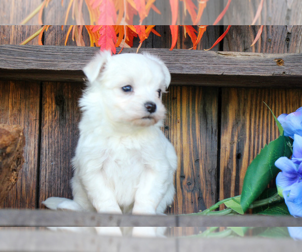 Medium Photo #3 Maltese Puppy For Sale in BALTIC, OH, USA