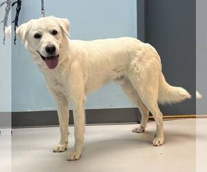 Labrenees Dogs for adoption in Pryor, OK, USA