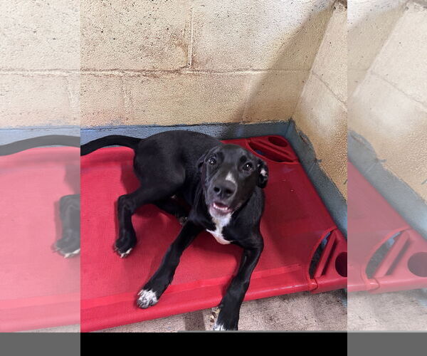 Medium Photo #4 Labrador Retriever-Unknown Mix Puppy For Sale in Tracy City, TN, USA