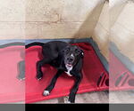 Small #3 Labrador Retriever Mix