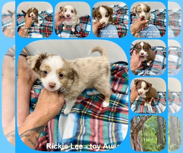 Medium Photo #1 Miniature Australian Shepherd Puppy For Sale in EXETER, MO, USA