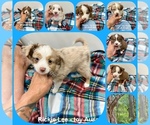 Small Miniature Australian Shepherd