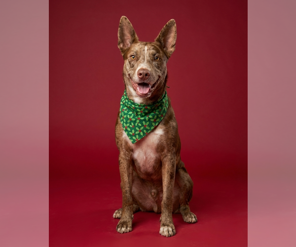 Medium Photo #3 Catahoula Leopard Dog-Unknown Mix Puppy For Sale in Chandler, AZ, USA