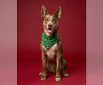 Small #2 Catahoula Leopard Dog Mix