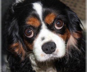 Mother of the Cavalier King Charles Spaniel puppies born on 06/04/2019