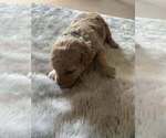 Small #2 Goldendoodle (Miniature)