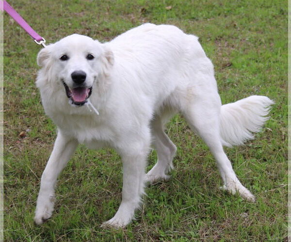 Medium Photo #2 Great Pyrenees Puppy For Sale in Bandera, TX, USA