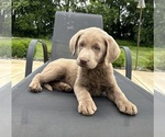 Small #3 Labrador Retriever