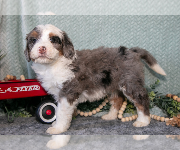 Medium Photo #3 Bernedoodle (Miniature) Puppy For Sale in APPLE CREEK, OH, USA