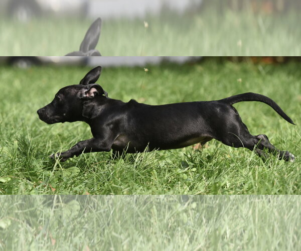 Medium Photo #6 Chiweenie Puppy For Sale in Mechanicsburg, PA, USA