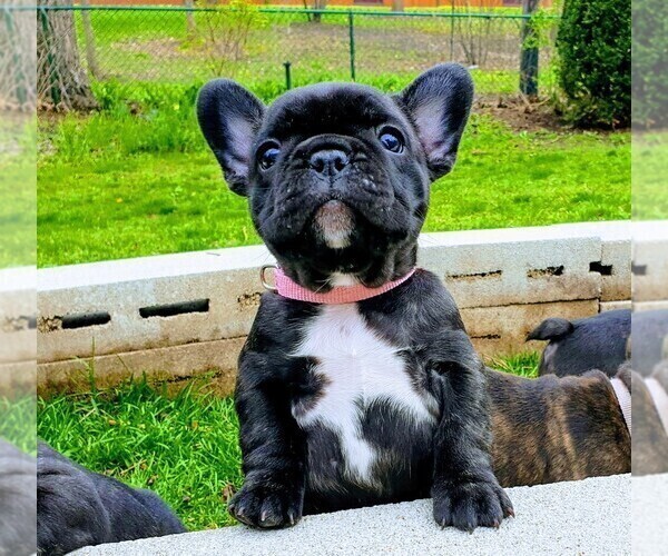 Medium Photo #5 French Bulldog Puppy For Sale in ELGIN, IL, USA