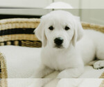 Puppy Bingo English Cream Golden Retriever