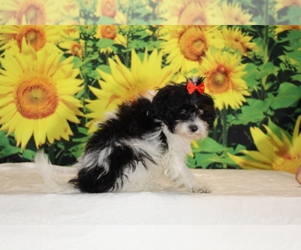 Medium Photo #28 Goldendoodle (Miniature) Puppy For Sale in DYERSBURG, TN, USA