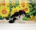 Bubbles - Female Goldendoodle (Miniature) Puppy for Sale - Photo #28
