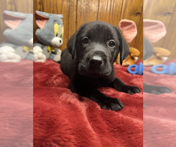 Medium Photo #6 Labrador Retriever Puppy For Sale in NEOLA, WV, USA