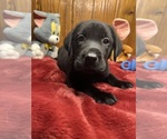 Small #5 Labrador Retriever
