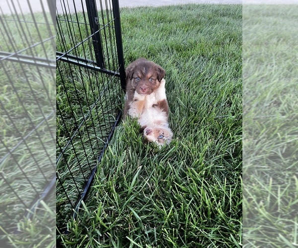 Medium Photo #8 Australian Shepherd Puppy For Sale in RICHMOND, KY, USA