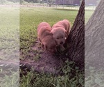 Small #2 Golden Retriever