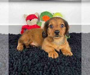 Dachshund Puppy for sale in FRANKLIN, IN, USA
