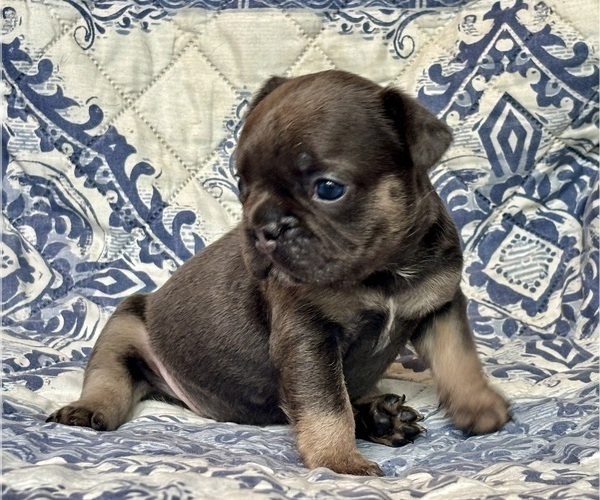 Medium Photo #4 French Bulldog Puppy For Sale in NEWTON, NJ, USA