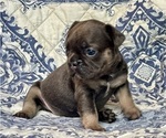 Small #3 French Bulldog