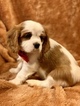 Small Photo #19 Cavalier King Charles Spaniel Puppy For Sale in LEICESTER, NC, USA