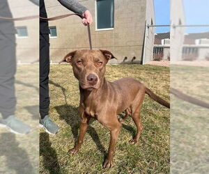 Labrador Retriever Dogs for adoption in Ogden, UT, USA