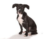 Small #4 Labrador Retriever Mix