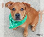 Small #9 Labrador Retriever Mix